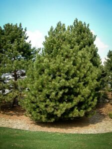 Сосна Чёрная (Pinus Nigra) купить по цене от 270.00р. в интернет-магазине «Посадика» с доставкой почтой в в Асбесте и по всей России – [изображение №1].