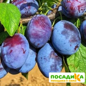 Слива Чачакская ранняя купить по цене от 229.00р. в интернет-магазине «Посадика» с доставкой почтой в в Асбесте и по всей России – [изображение №1].