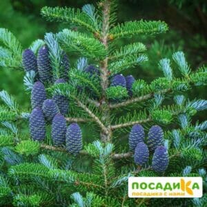 Пихта корейская (Abies koreana) купить по цене от 450.00р. в интернет-магазине «Посадика» с доставкой почтой в в Асбесте и по всей России – [изображение №1].