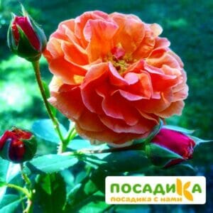 Роза Арабия купить по цене от 350.00р. в интернет-магазине «Посадика» с доставкой почтой в в Асбесте и по всей России – [изображение №1].