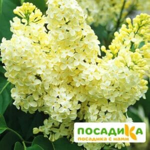 Сирень Примроуз (Primrose) купить по цене от 529.00р. в интернет-магазине «Посадика» с доставкой почтой в в Асбесте и по всей России – [изображение №1].