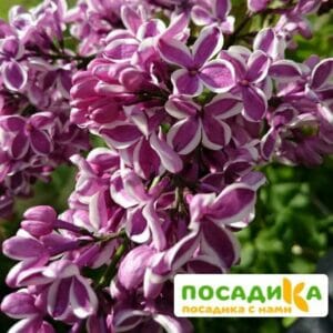 Сирень Сенсация купить по цене от 529.00р. в интернет-магазине «Посадика» с доставкой почтой в в Асбесте и по всей России – [изображение №1].