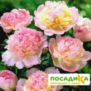 Пион Распберри Сандей (Paeonia Raspberry Sundae) купить по цене от 959р. в интернет-магазине «Посадика» с доставкой почтой в в Асбесте и по всей России – [изображение №1].