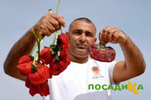 Клубника Гигант Джорнея купить по цене от 266р. в интернет-магазине «Посадика» с доставкой почтой в в Асбесте и по всей России – [изображение №1].