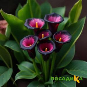 Калла Аура Лейс купить по цене от 400р. в интернет-магазине «Посадика» с доставкой почтой в в Асбесте и по всей России – [изображение №1].