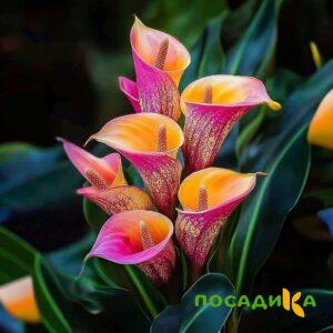Калла Оникс купить по цене от 450р. в интернет-магазине «Посадика» с доставкой почтой в в Асбесте и по всей России – [изображение №1].