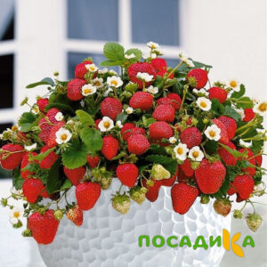 Клубника Рубиновый Шепот (горшечная) купить по цене от 240р. в интернет-магазине «Посадика» с доставкой почтой в в Асбесте и по всей России – [изображение №1].