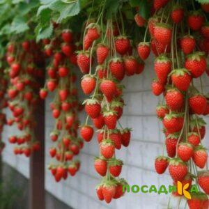 Клубника вьющаяся Комплимент купить по цене от 470р. в интернет-магазине «Посадика» с доставкой почтой в в Асбесте и по всей России – [изображение №1].