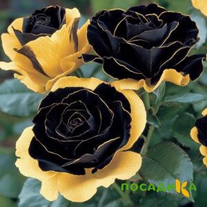 Роза Ханни Сикл купить по цене от 700р. в интернет-магазине «Посадика» с доставкой почтой в в Асбесте и по всей России – [изображение №1].