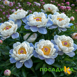 Пион акварельный Этюд купить по цене от 806р. в интернет-магазине «Посадика» с доставкой почтой в в Асбесте и по всей России – [изображение №1].