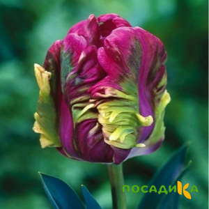 Тюльпан Экзотик Хэвен купить по цене от 186р. в интернет-магазине «Посадика» с доставкой почтой в в Асбесте и по всей России – [изображение №1].
